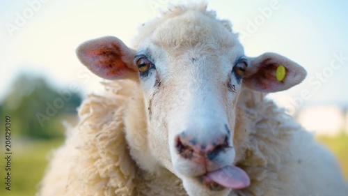 white sheep looking at camera. Animal portrait detail. in the nature background. Young lamb in an organic farm Thailand