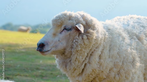 white sheep looking at camera. Animal portrait detail. in the nature background. Young lamb in an organic farm Thailand