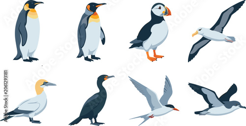 Foto Seabird Vector Collection Featuring Penguins, Puffins, Gannets, Terns and Seagul