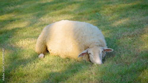 white sheep looking at camera. Animal portrait detail. in the nature background. Young lamb in an organic farm Thailand