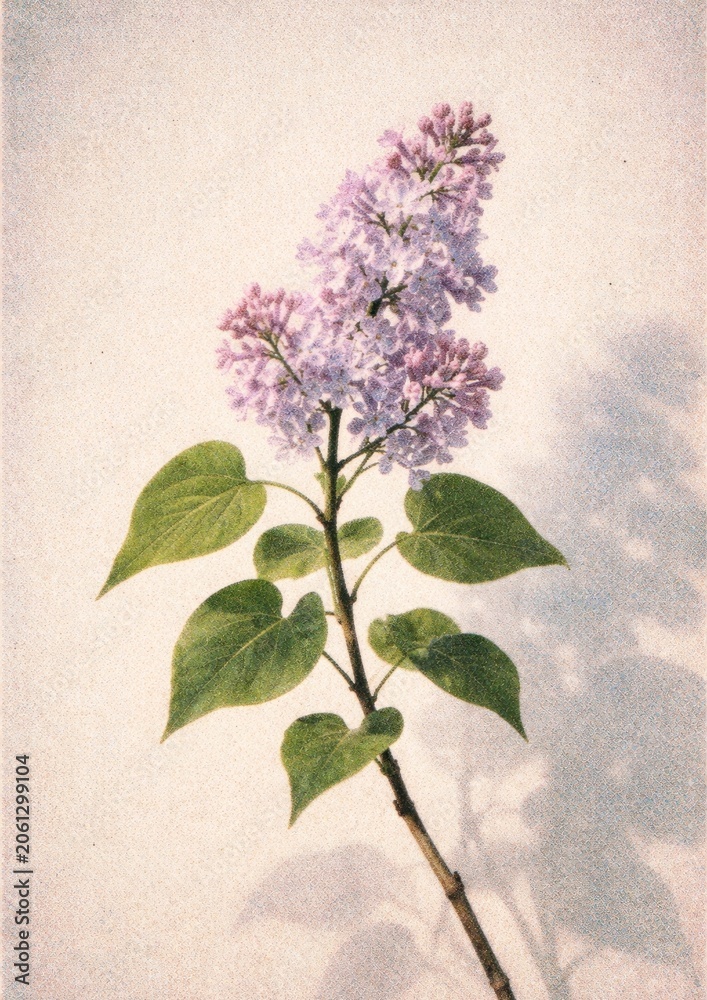Fototapeta premium Delicate lilac branch art