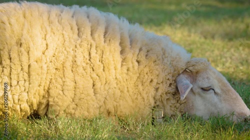 white sheep looking at camera. Animal portrait detail. in the nature background. Young lamb in an organic farm Thailand