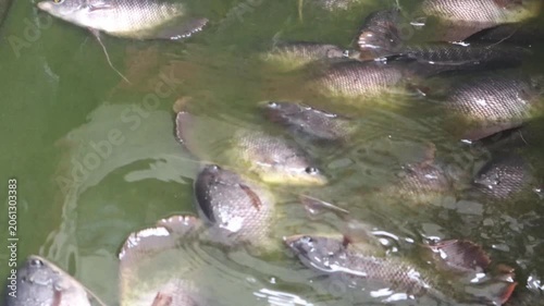 A group of freshwater fish gather near the water surface in a pond environment.