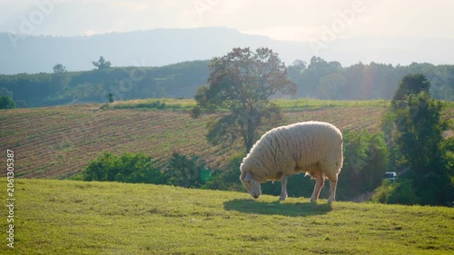 white sheep looking at camera. Animal portrait detail. in the nature background. Young lamb in an organic farm Thailand