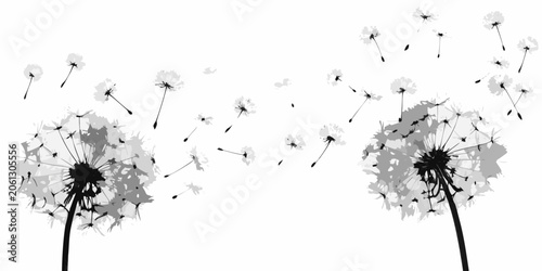 Foto Dandelion Seed Heads Black And White Silhouette Illustration