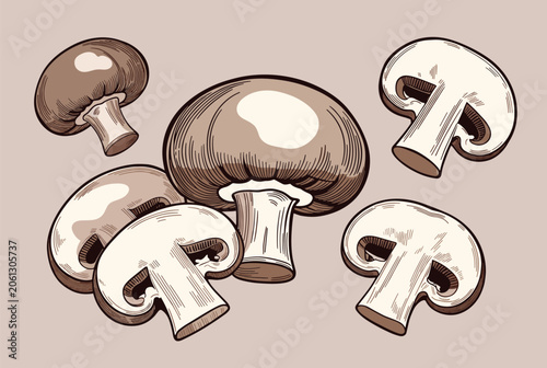 Collection of brown mushrooms and white mushroom slices shown from different angles in a detailed hand drawn engraving style.