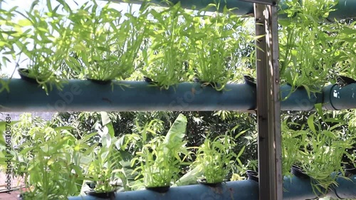 Leafy vegetables thrive in a productive hydroponic growing system.