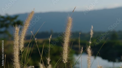 the countryside landscape during summer. Wool industry concept.  Khao Yai National Park Thailand