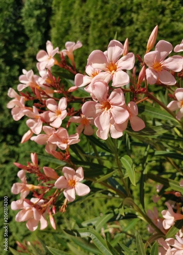 pink oleander flowers in the park