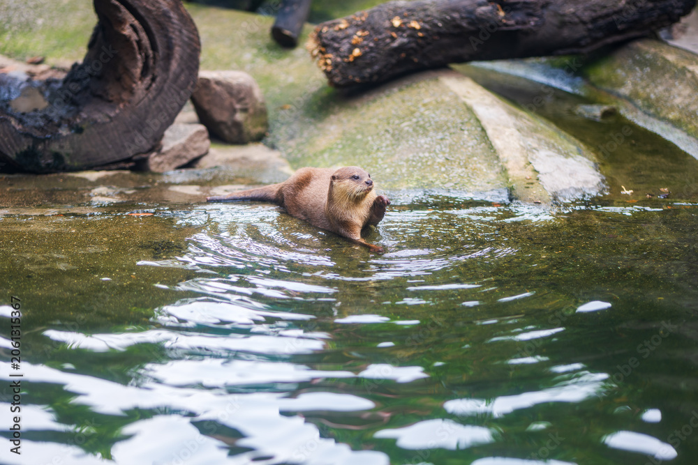 Naklejka premium Oriental small-clawed otter wading in water