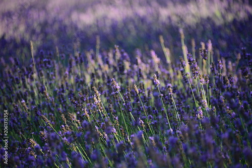 Картината върху платно purple lavender flower field in late afternoon sunlight for background
