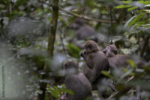 Olivet (Cercocebus agilis) near the Baï-Hokou, Dzanga-Ndoki National Park, Unesco World Heritage Site, Dzanga-Sangha Complex of Protected Areas (DSPAC), Sangha-Mbaéré Prefecture, Central African Republic