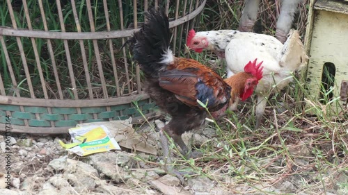 Several roosters gather in a backyard area, displaying colorful feathers and natural behavior.