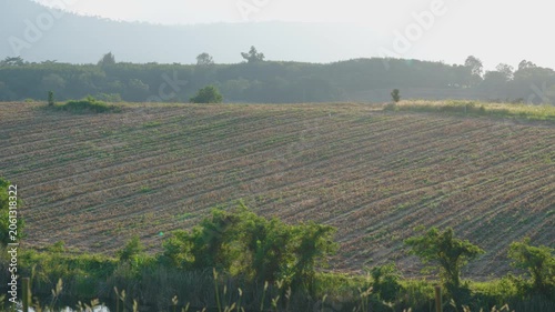 the countryside landscape during summer. Wool industry concept.  Khao Yai National Park Thailand