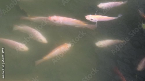 A group of fish swim together through calm pond water.