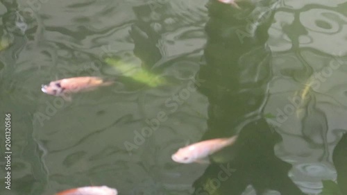 Several fish glide through green pond water in a peaceful aquatic environment.