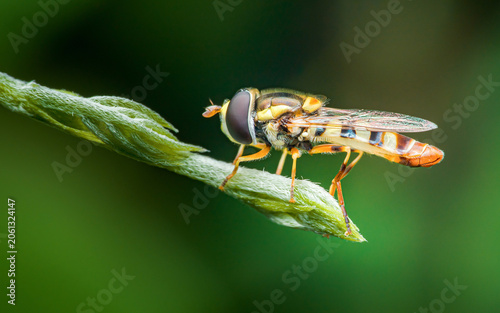 Photos Hoverfly resting on green plant stem in thailand