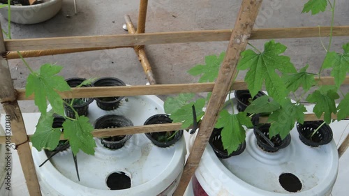 Young vegetable plants growing in a simple hydroponic cultivation system at home.