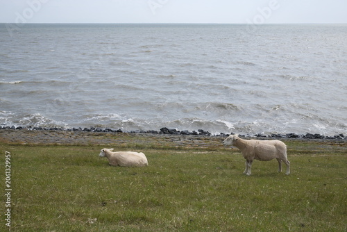 Two shorn sheep on grassy coastline on Sylt, North Frisian island of Germany, with grey sea and incoming waves