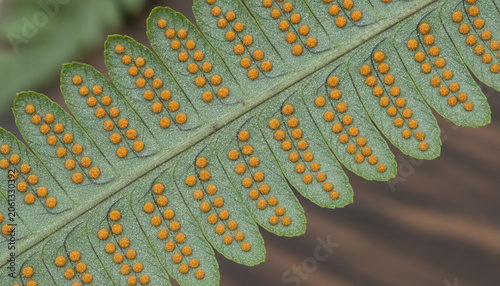Blue Star fern leaf underside macro with golden orange sori spore clusters