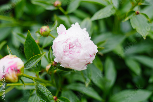 Photography Close Up of Pink Peony Sarah Bernhardt with Raindrops