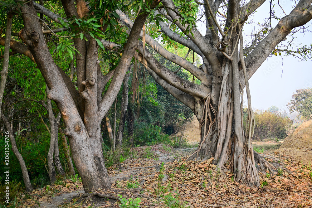 Obraz premium Majestic Banyan Tree with Aerial Roots in Tropical Forest Landscape