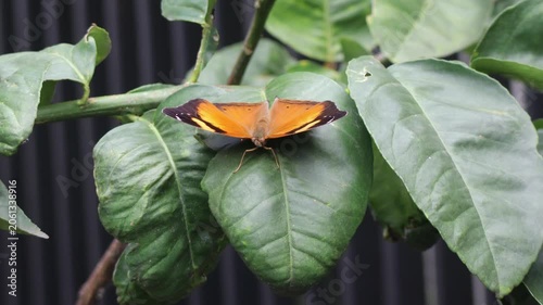 A vibrant orange butterfly spreads its wings while resting on a green leaf.