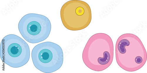 Foto Microscopic human blood cells vector collection featuring colorful white blood c