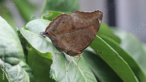 A brown butterfly rests quietly on a green leaf in a natural garden setting.