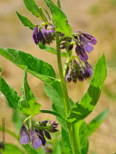 Symphytum officinale. A plant with very important medicinal properties, but one that must be used in strict accordance with the advice of an expert in phytotherapy.