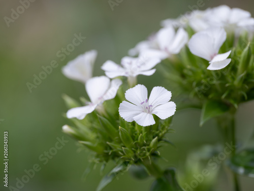 初夏の花壇の白花ハマナデシコ