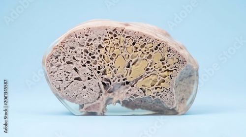 3D render of a transparent lung cross-section showing detailed spongy internal tissue and alveoli structure on a light blue background