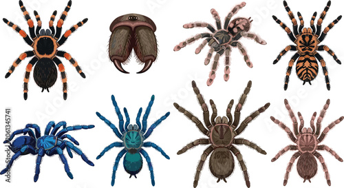 Bild auf Leinwand Tarantula Spider Collection Vector Set Featuring Exotic Arachnids, Colorful Spec