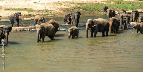 Canvas Print A herd of Asian elephants at a watering hole