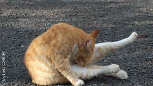 An orange tabby cat relaxes while grooming itself in the afternoon sunlight.
