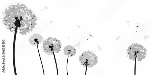 Photos Dandelion Seed Heads Black And White Silhouette Illustration
