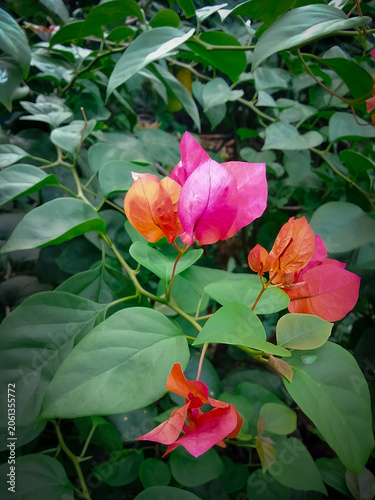 Bougainvillea flower in the garden with nature background.