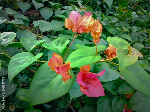 Bougainvillea flower in the garden with nature background.