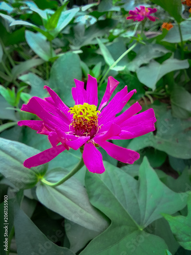 beautiful pink zinnia flower in the garden on green background