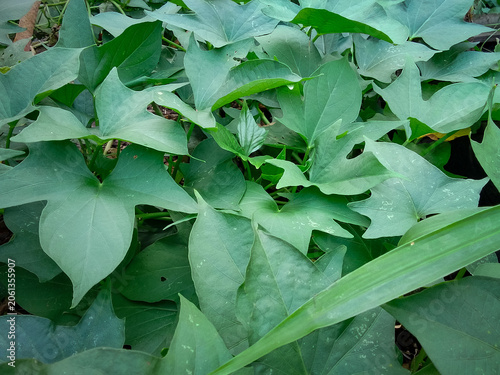 Background of green sweet potato leaves in the garden