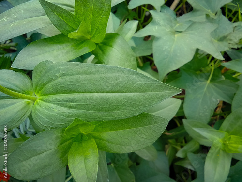 Green leaves of lily of the valley plant in the garden.