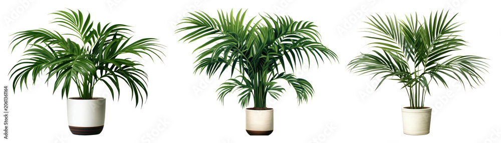 Obraz premium PNG Three potted palm plants on transparent background