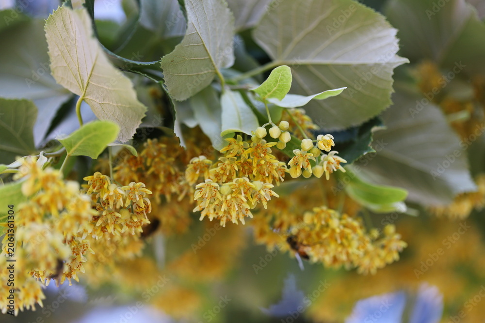 Fototapeta premium Silver linden tree (Tilia tomentosa)