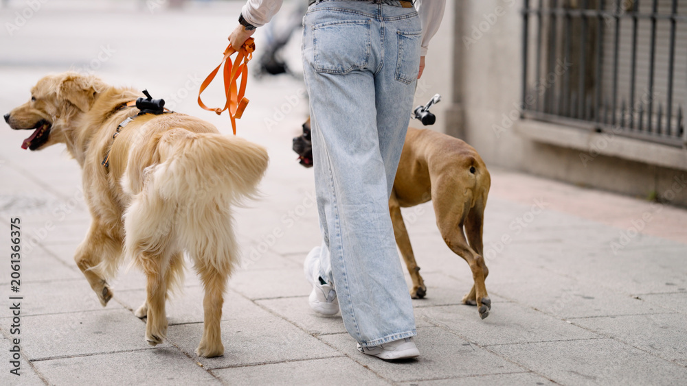Obraz premium Person walking golden retriever and boxer dog together on leashes along an urban sidewalk. Pet care and companionship concept