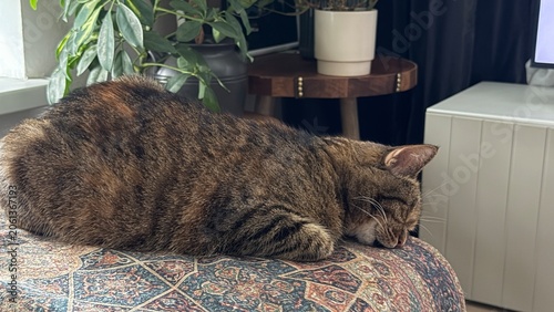 Tableau sur toile Funny striped tabby cat sleeping face down on a patterned sofa blanket inside cozy room
