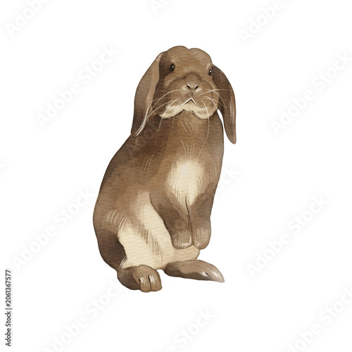 Cute brown rabbit sitting quietly in indoor space showcasing its long ears and soft fur