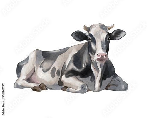 Cow rests on the ground in a farm setting during daytime, showing black and white markings on its body
