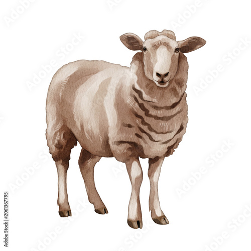 Sheep standing in a field, looking towards the viewer in a calm setting during daylight