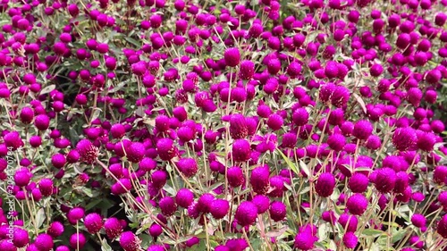 Bright purple globe amaranth flowers create a vibrant and colorful garden display.
