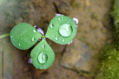 rosée sur feuille de trèfle qui flotte
